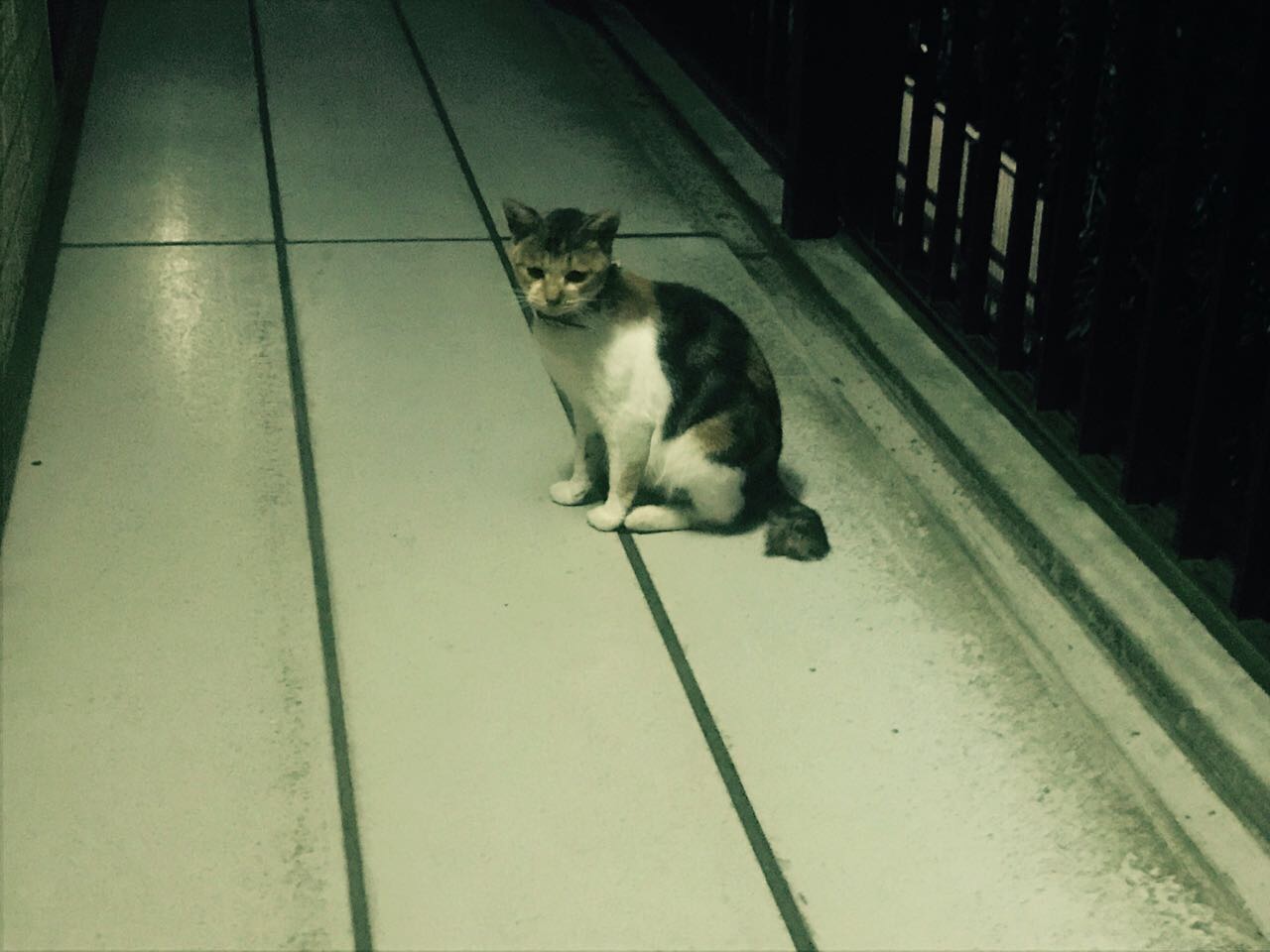 猫ちゃんもよく迷い込みましたが、こっちは癒しでした