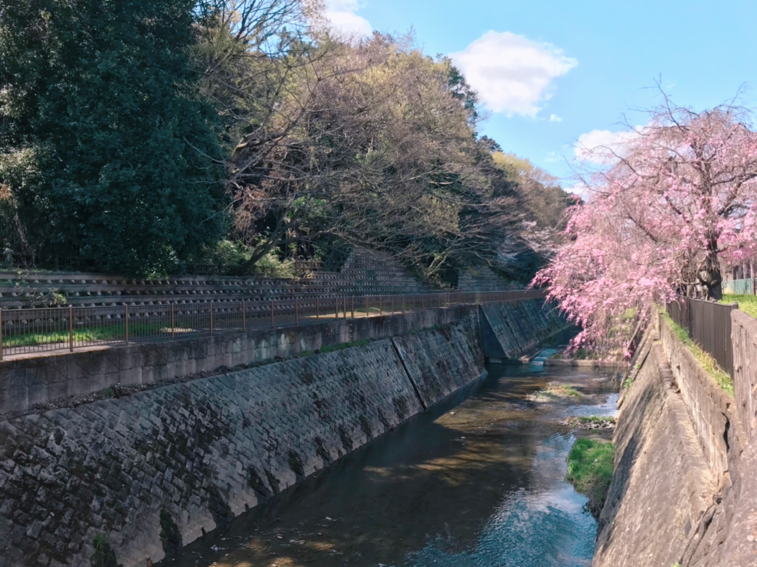 小川と桜の相性が素敵な景色